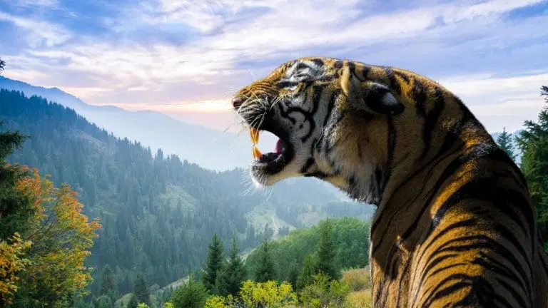 Shadows in the Undergrowth: A Day in the Life of a Jungle Tiger