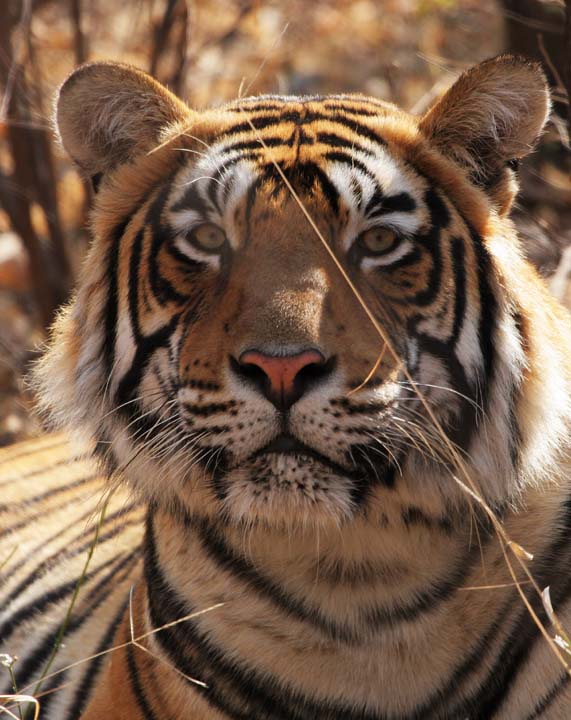 Bengal Tiger